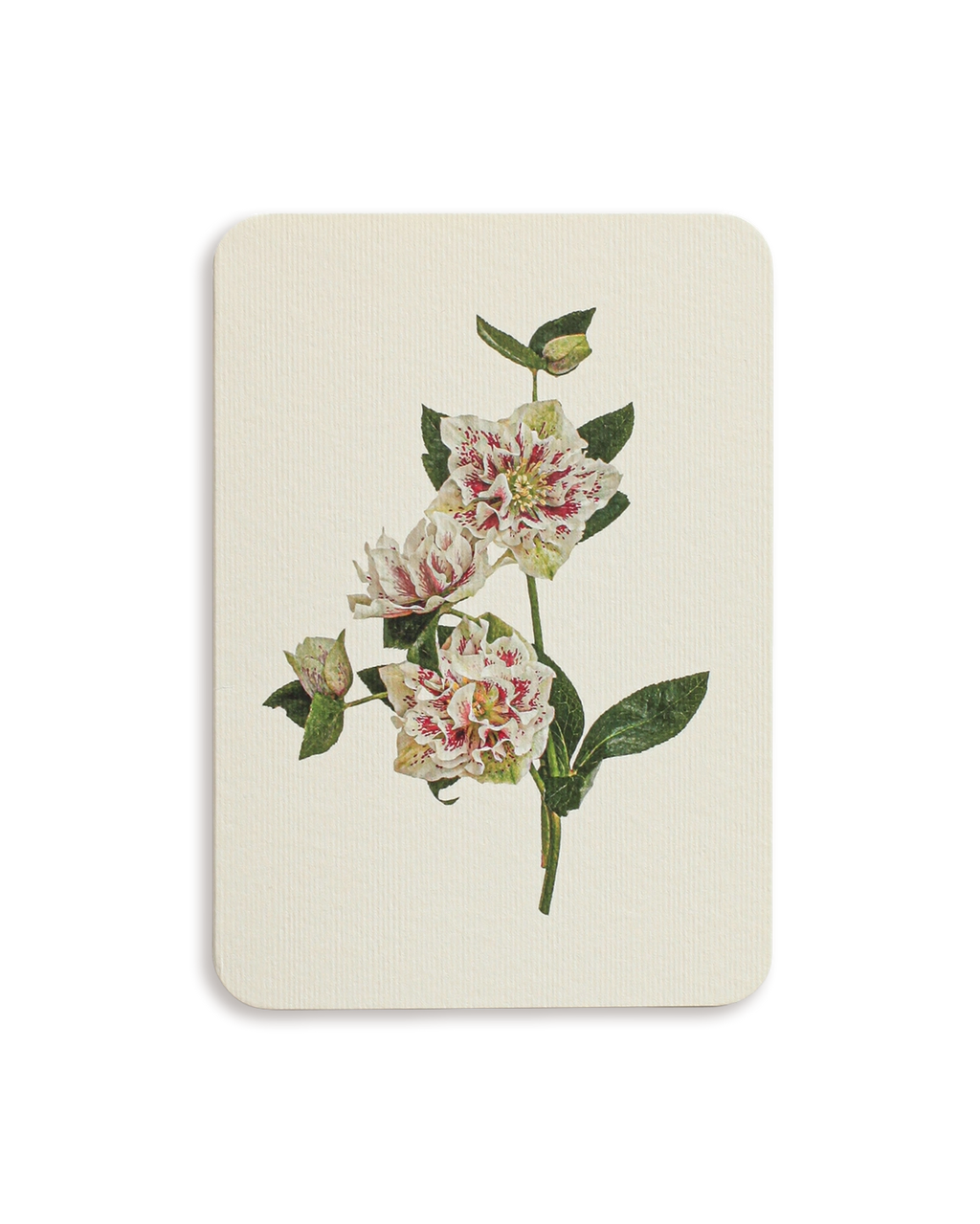 Hellebore Greeting Card