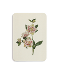Hellebore Greeting Card