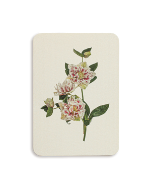 Hellebore Greeting Card