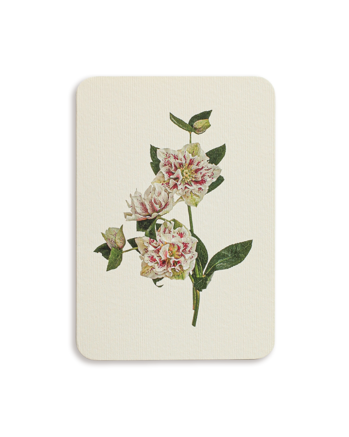 Hellebore Greeting Card