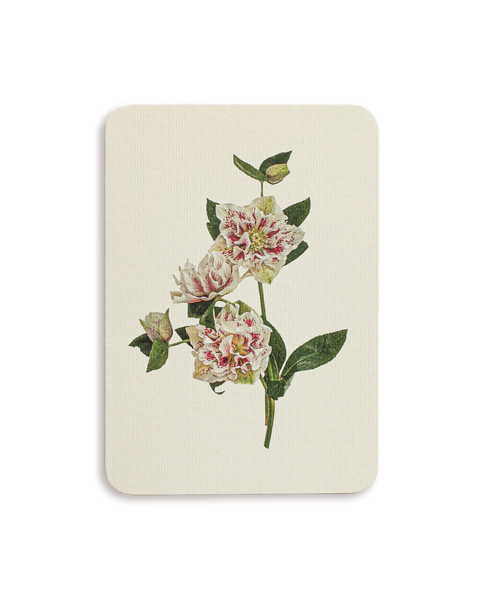 Hellebore Greeting Card
