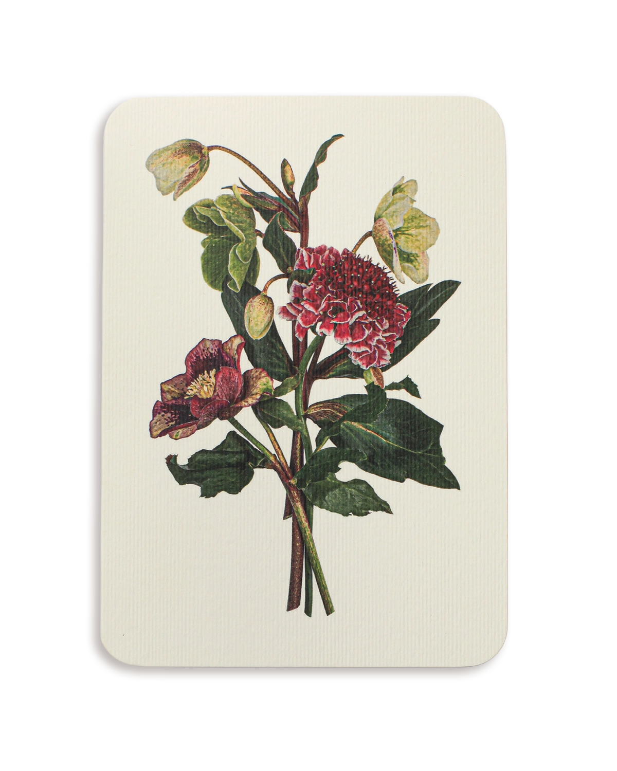 Posy of Hellebore & Scabiosa I Greeting Card