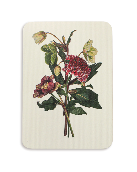 Posy of Hellebore & Scabiosa I Greeting Card