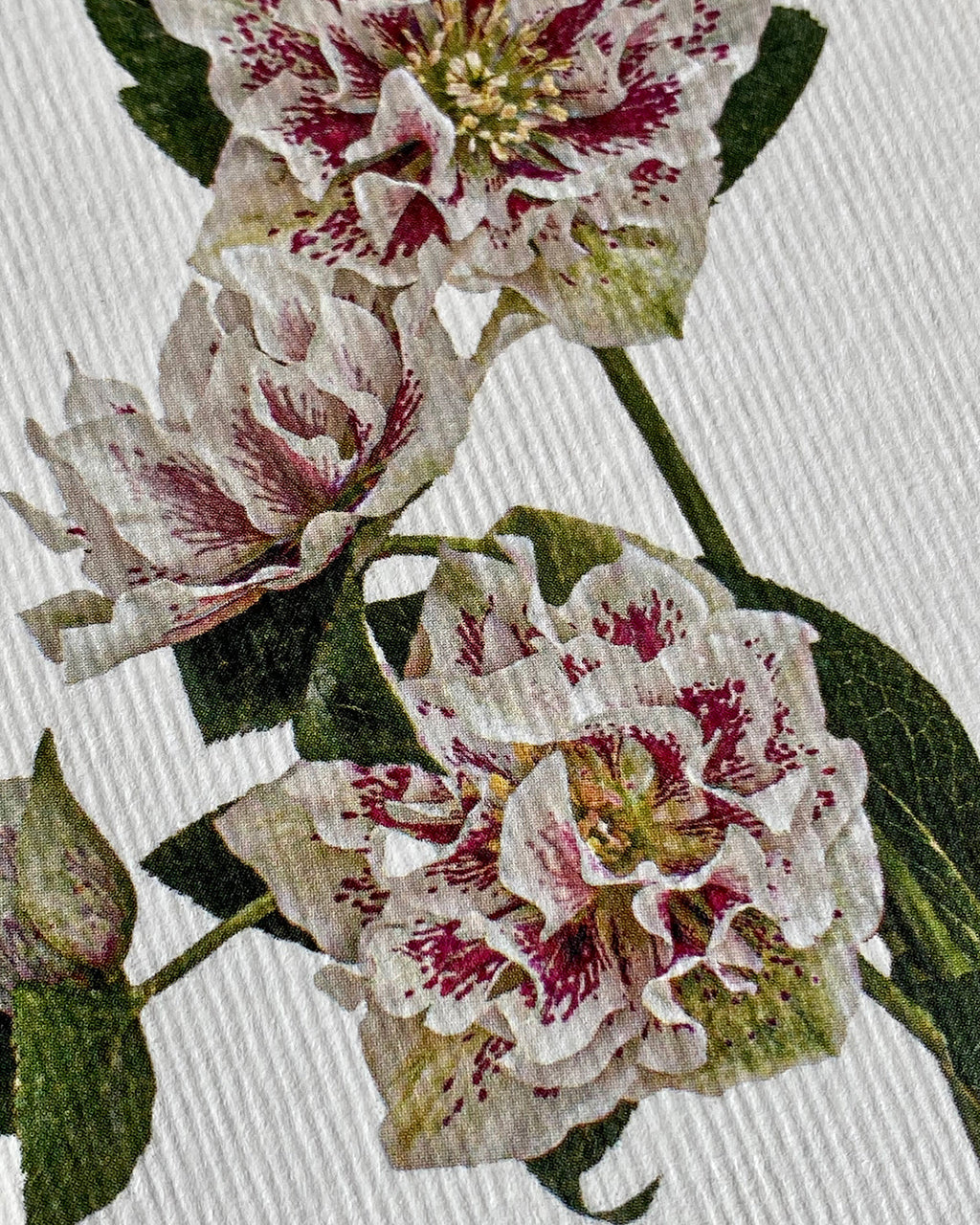 Hellebore Greeting Card