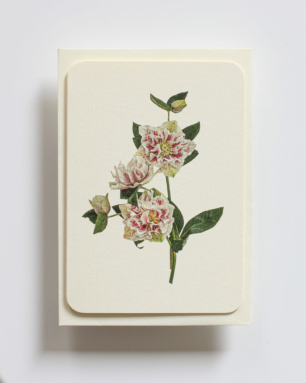 Hellebore Greeting Card