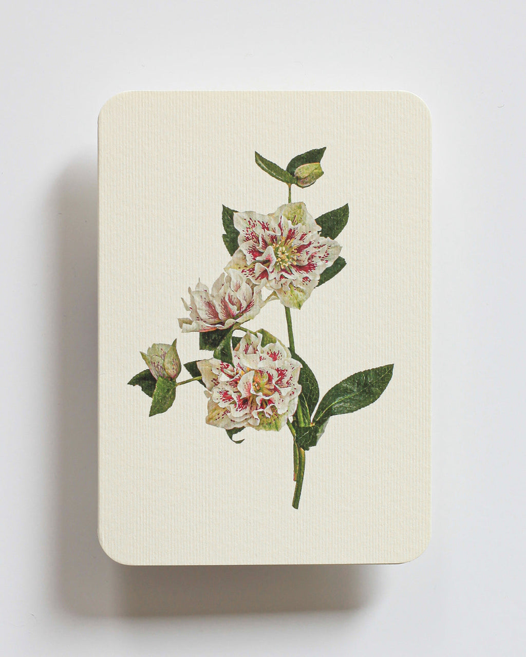 Hellebore Greeting Card