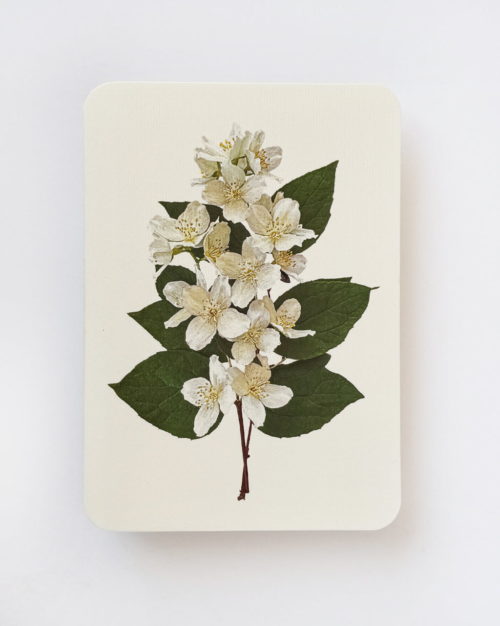 Mock Orange Flower Greeting Card