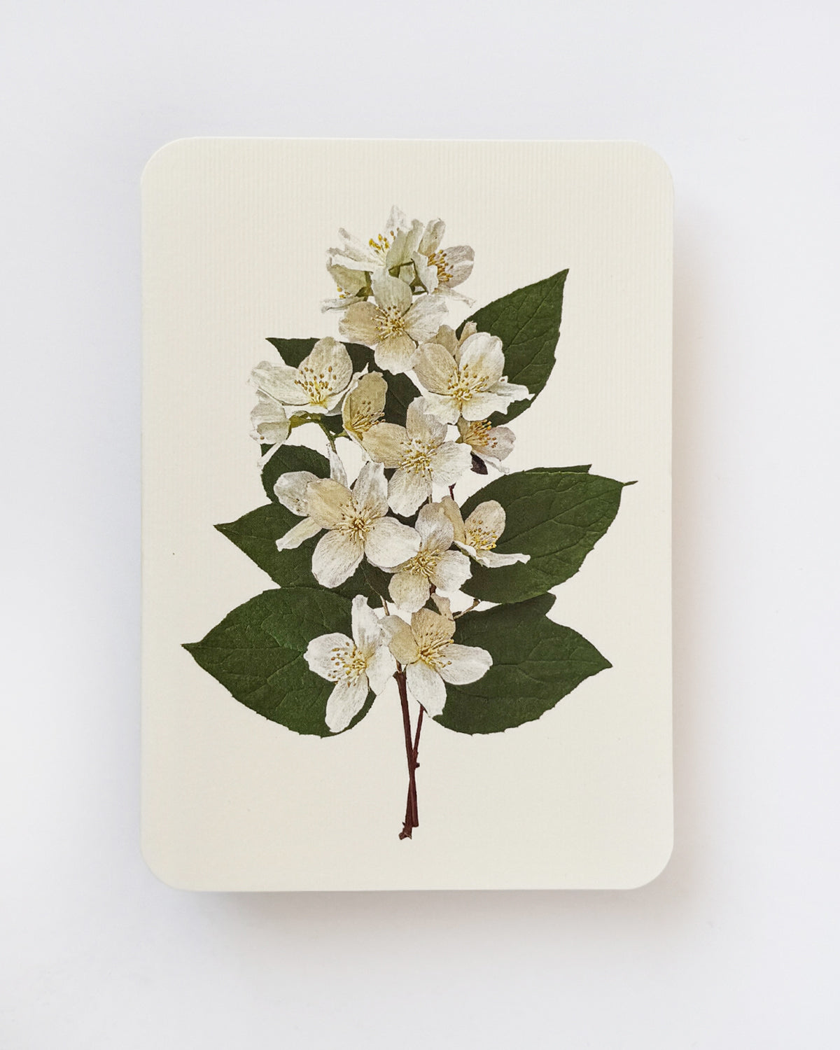 Mock Orange Flower Greeting Card