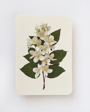 Mock Orange Flower Greeting Card