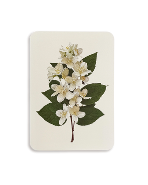 Mock Orange Flower Greeting Card