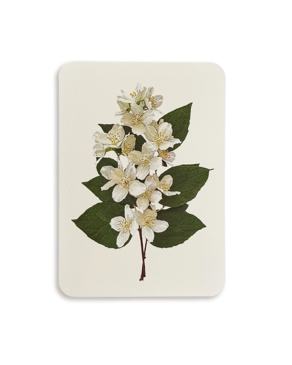 Mock Orange Flower Greeting Card