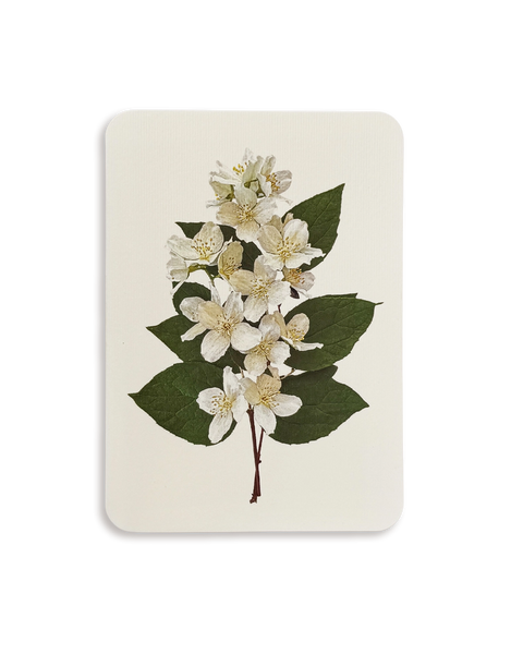 Mock Orange Flower Greeting Card