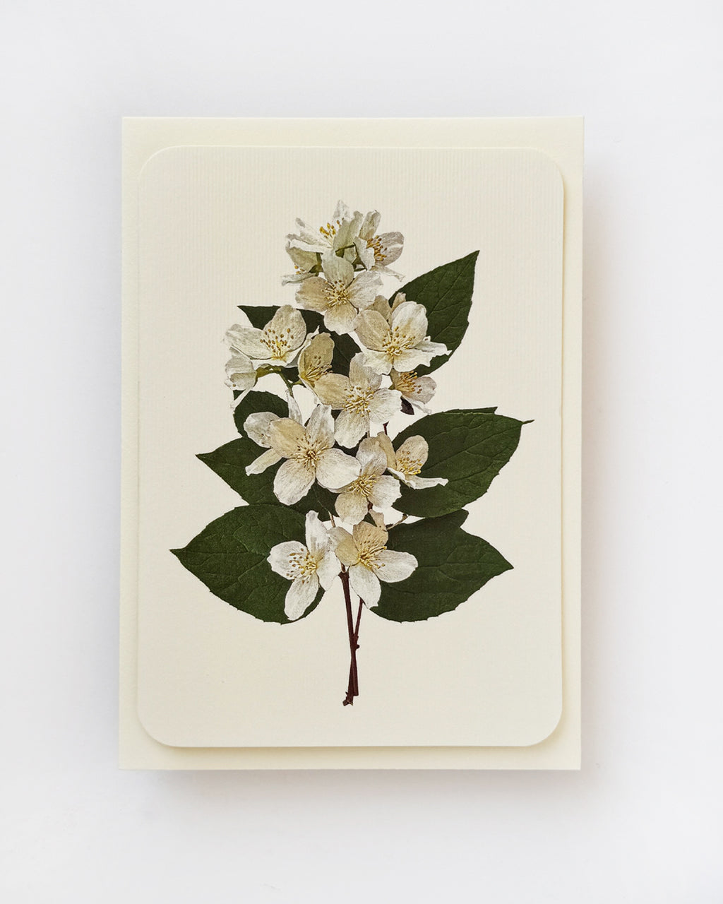 Mock Orange Flower Greeting Card
