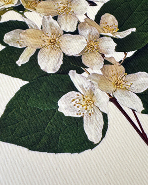 Mock Orange Flower Greeting Card