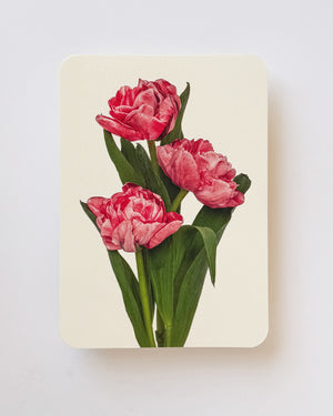 Pink Tulips Greeting Card