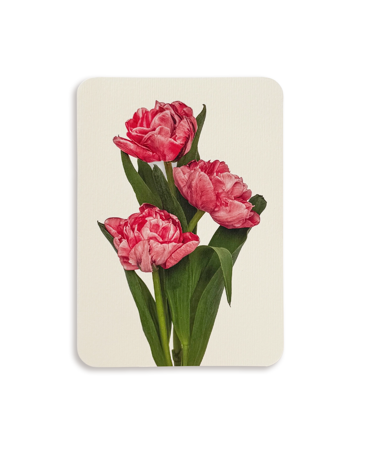 Pink Tulips Greeting Card