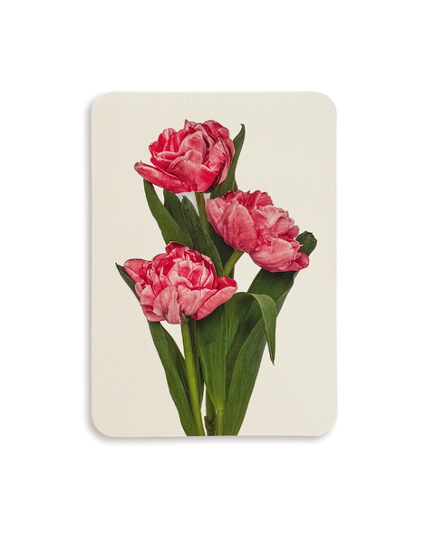 Pink Tulips Greeting Card