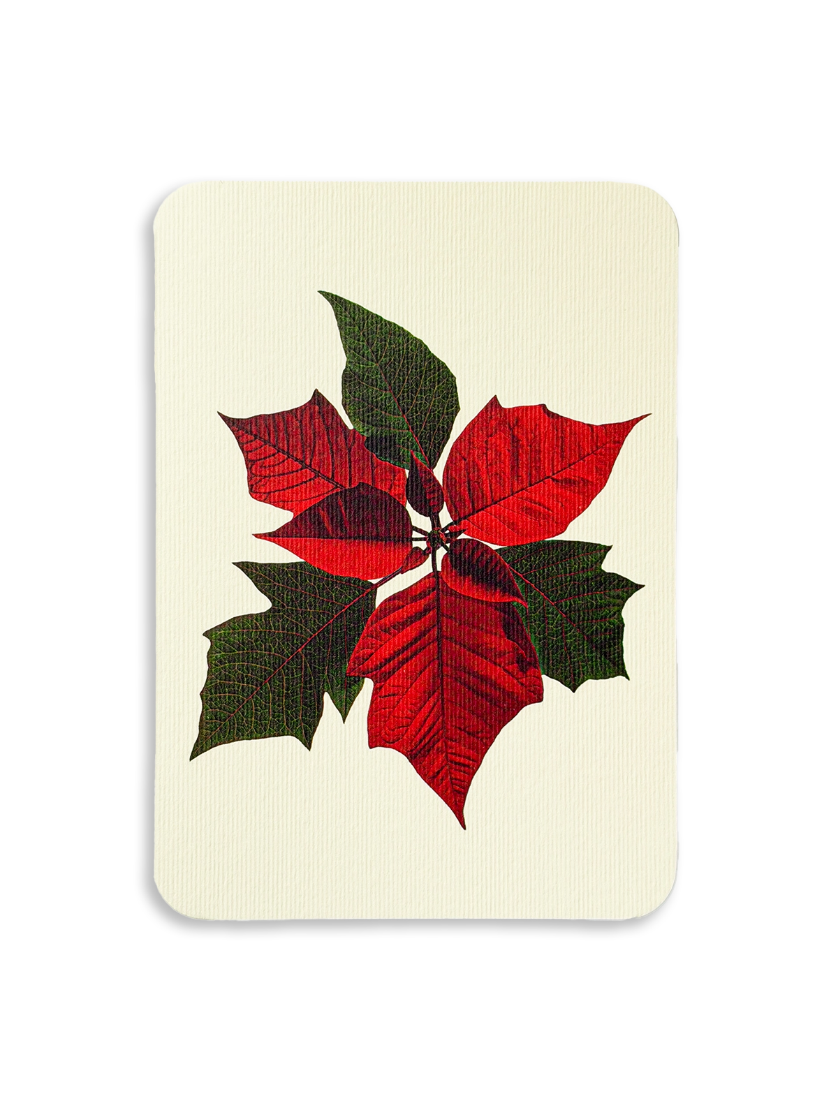Poinsettia Greeting Card