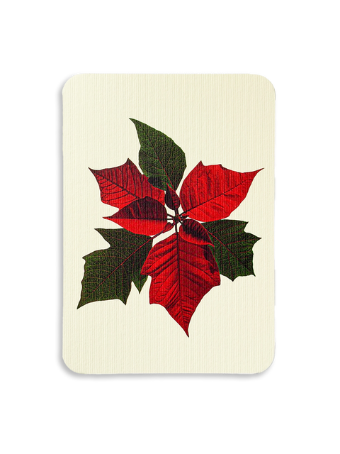 Poinsettia Greeting Card