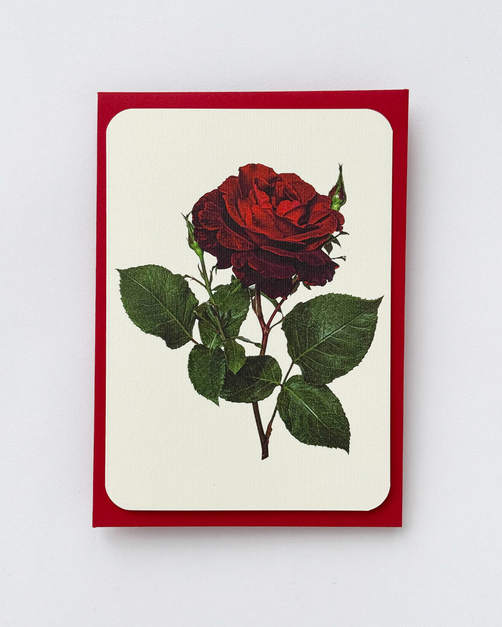Red Rose Greeting Card