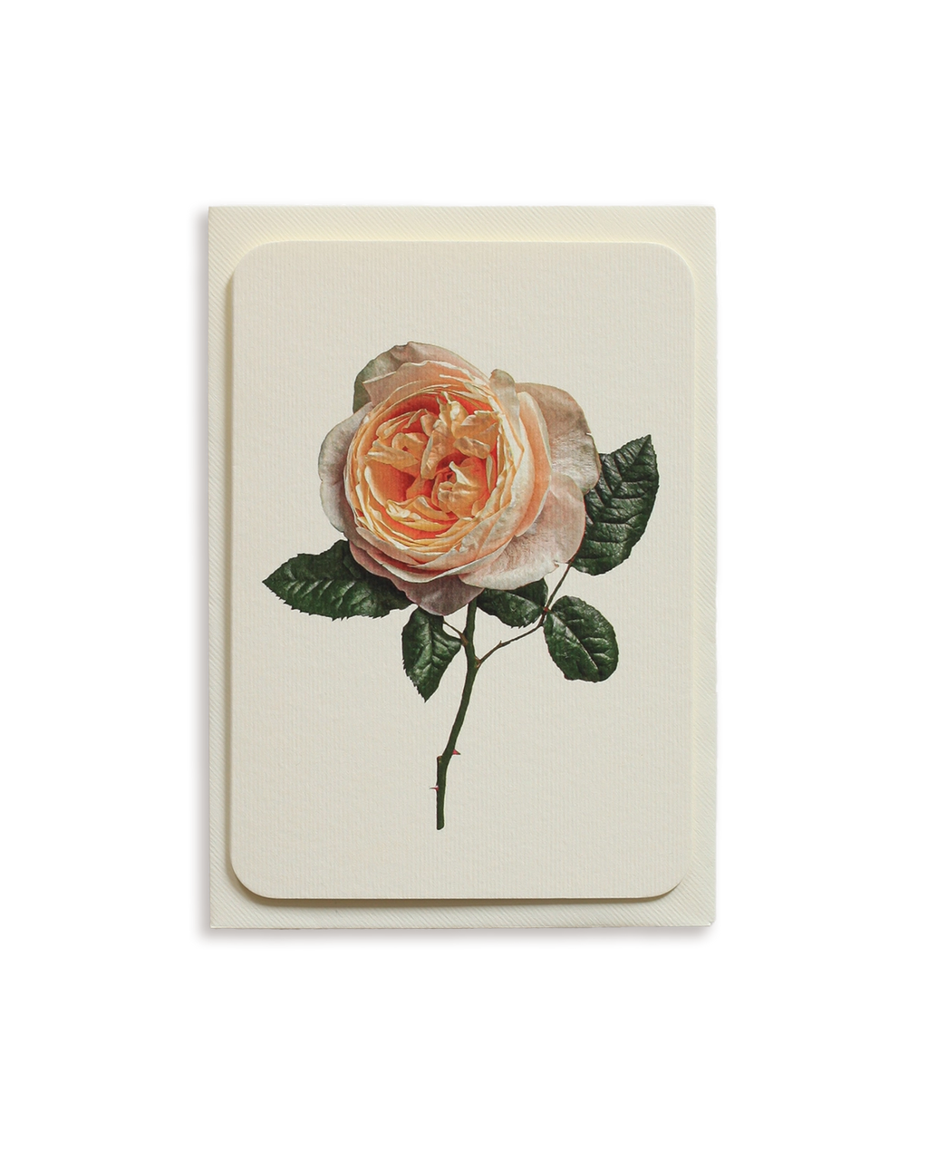 Soft Peach Rose Greeting Card