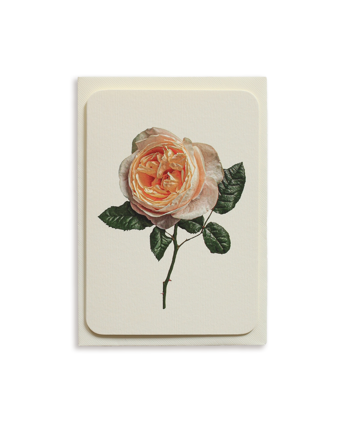 Soft Peach Rose Greeting Card