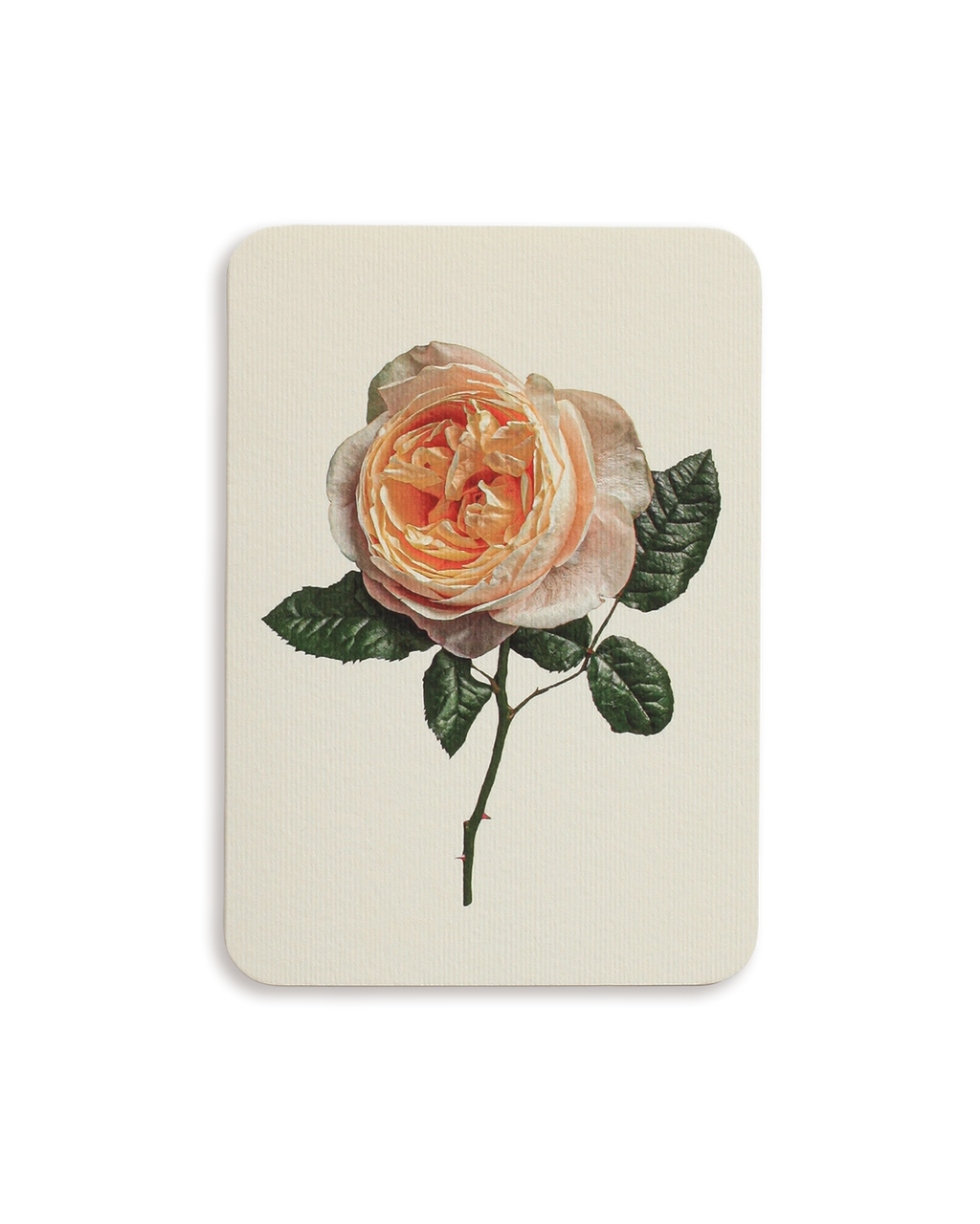 Soft Peach Rose Greeting Card