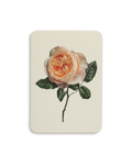 Soft Peach Rose Greeting Card