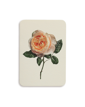 Soft Peach Rose Greeting Card