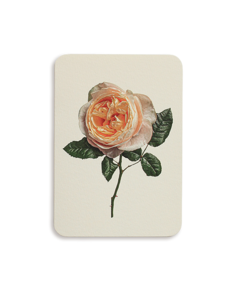 English Garden Roses Mixed Set of 6 Greeting Cards – additional image
