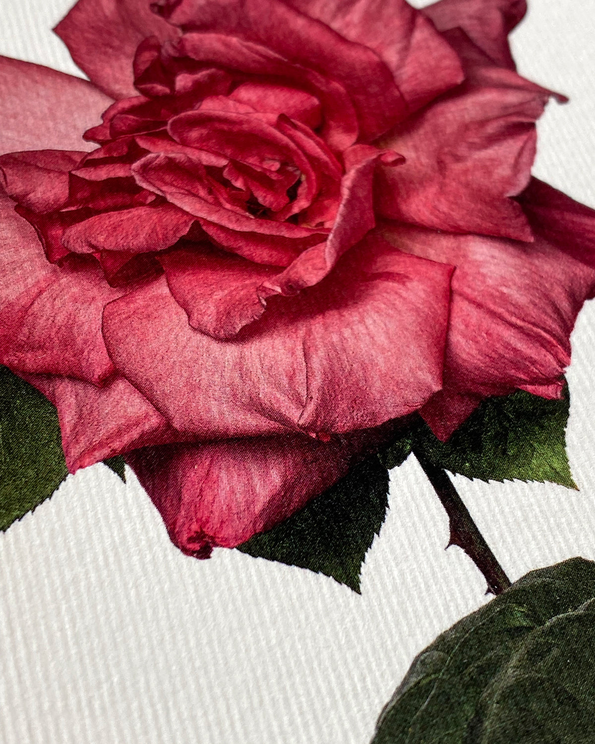 Garden Rose Notecard