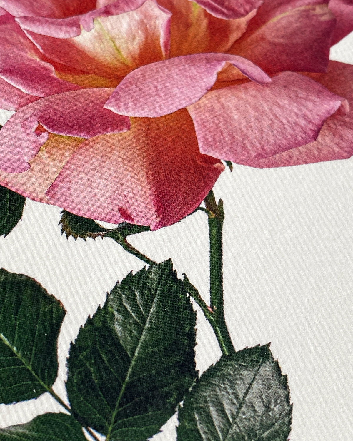 Pink Rose Greeting Card