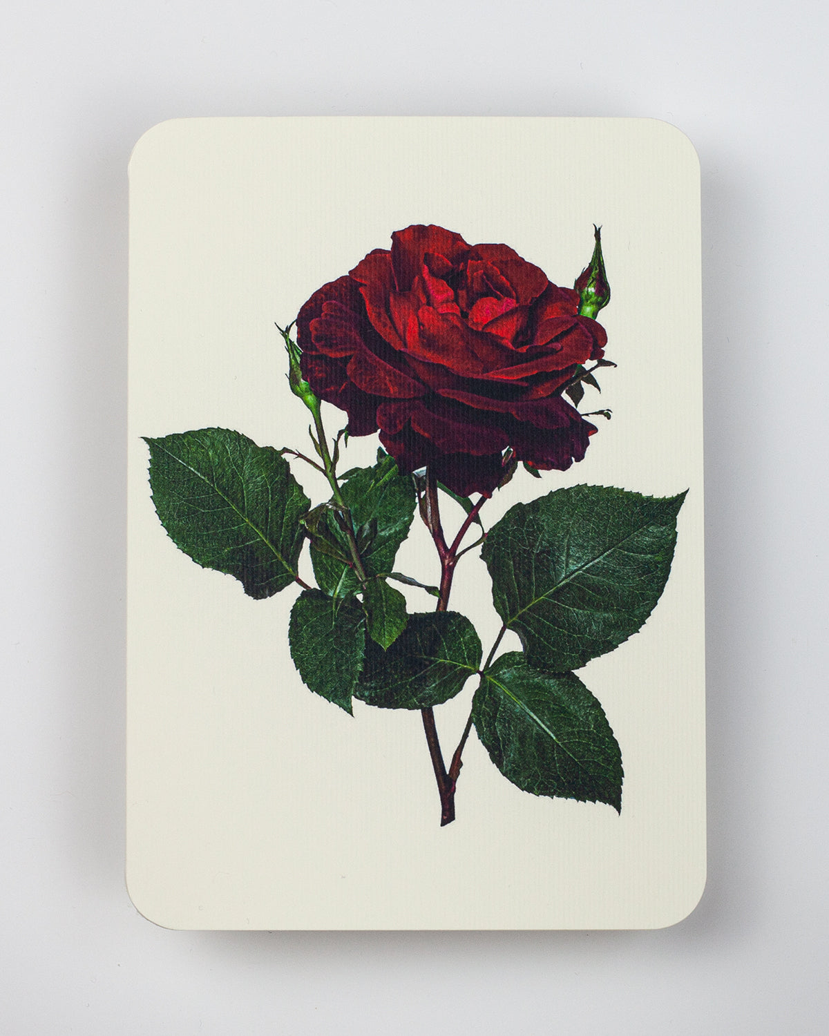 Red Rose Notecard