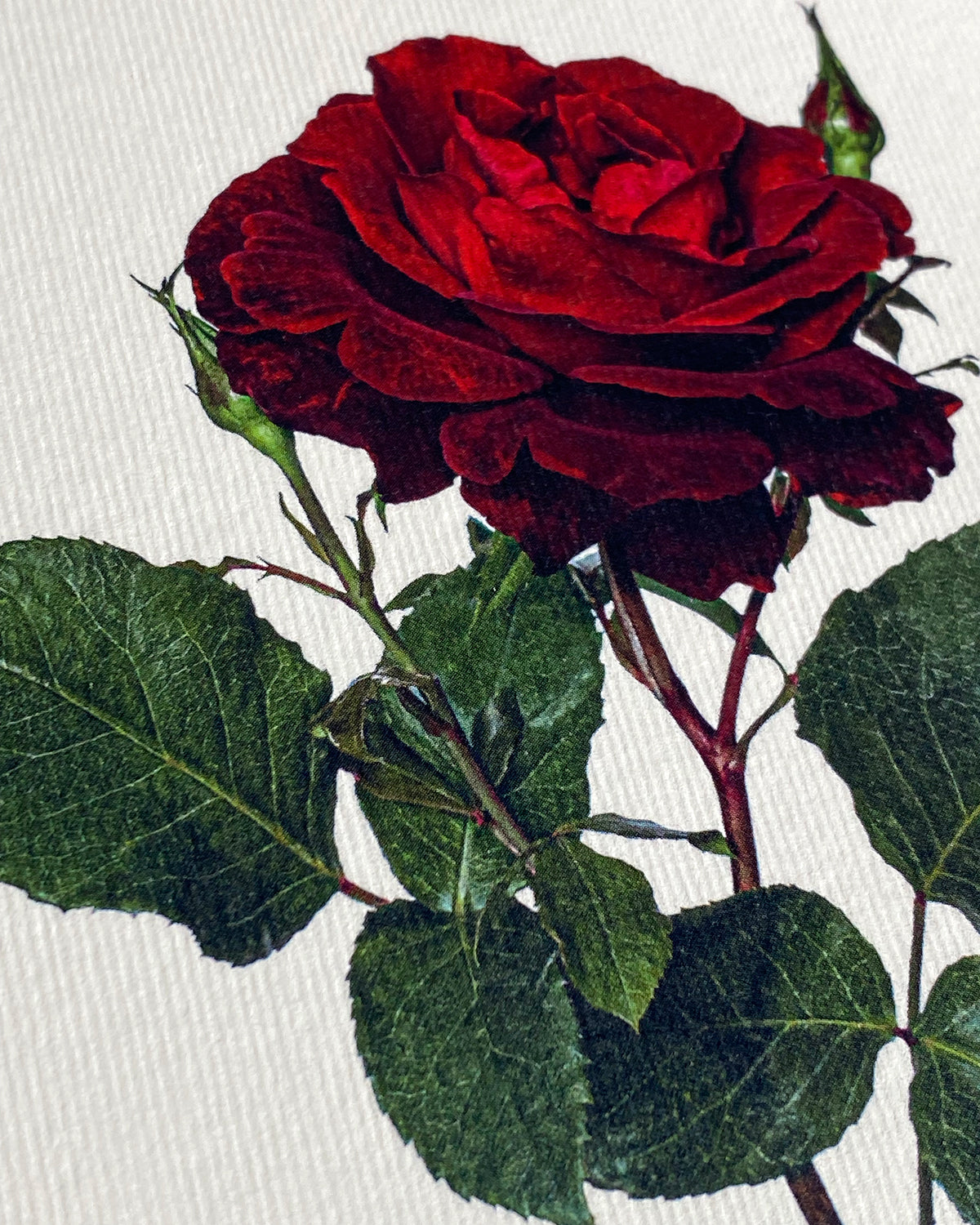 Red Rose Greeting Card