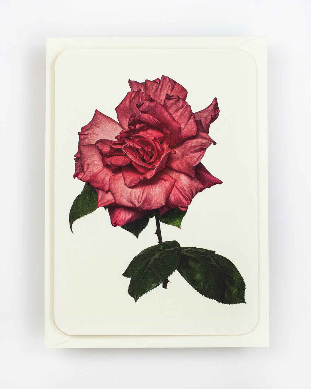 English Garden Roses: Set of 6 Greeting Cards