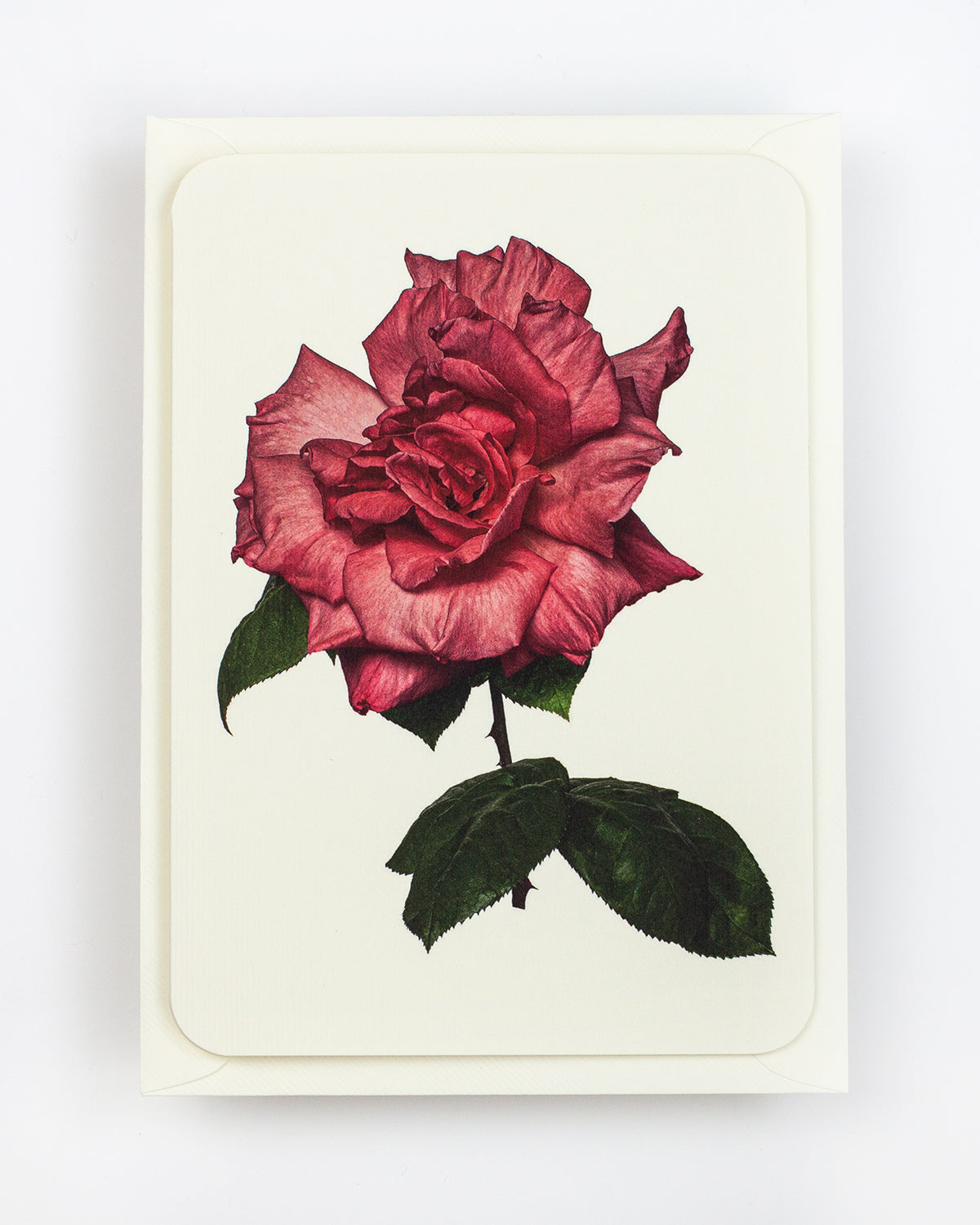 English Garden Roses: Set of 6 Greeting Cards