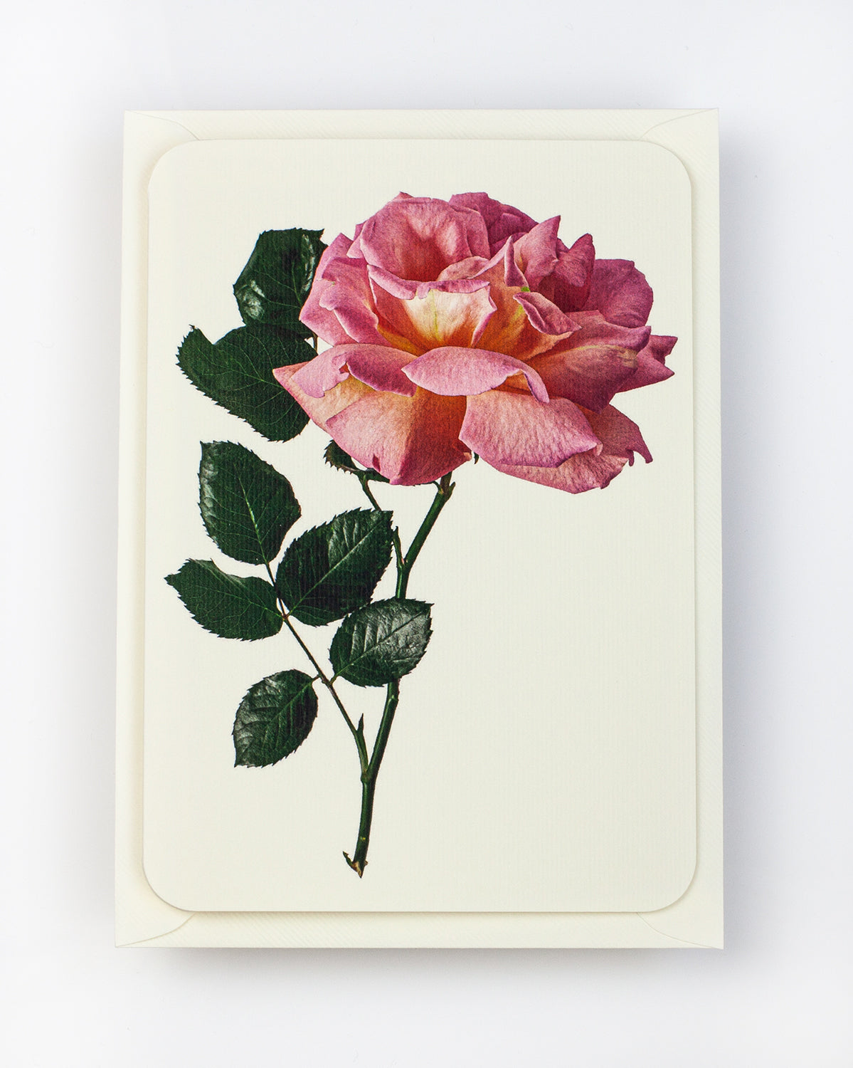 English Garden Roses: Set of 6 Greeting Cards