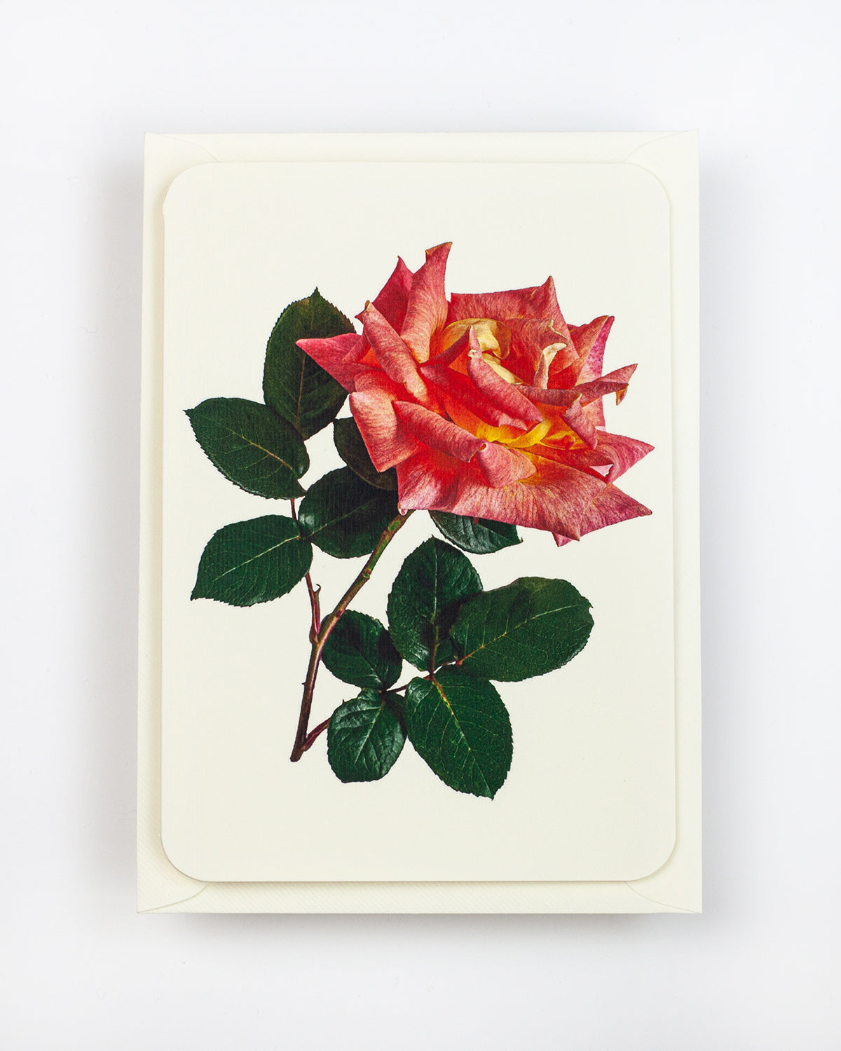 English Garden Roses: Set of 6 Greeting Cards