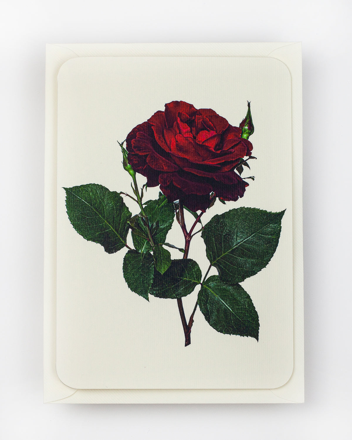 English Garden Roses: Set of 6 Greeting Cards