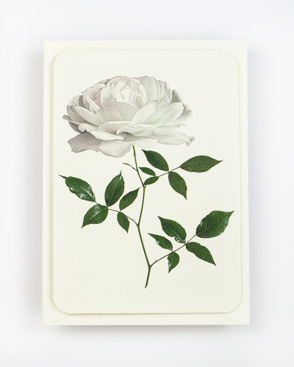 English Garden Roses: Set of 6 Greeting Cards