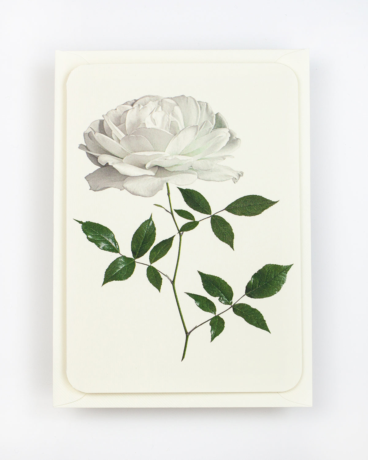 English Garden Roses: Set of 6 Greeting Cards