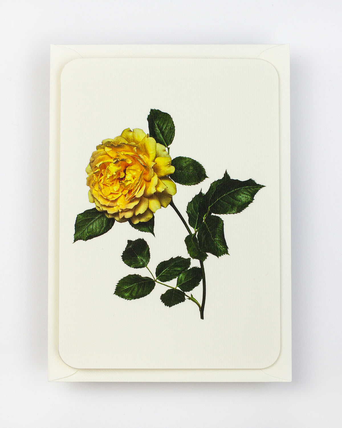 English Garden Roses: Set of 6 Greeting Cards