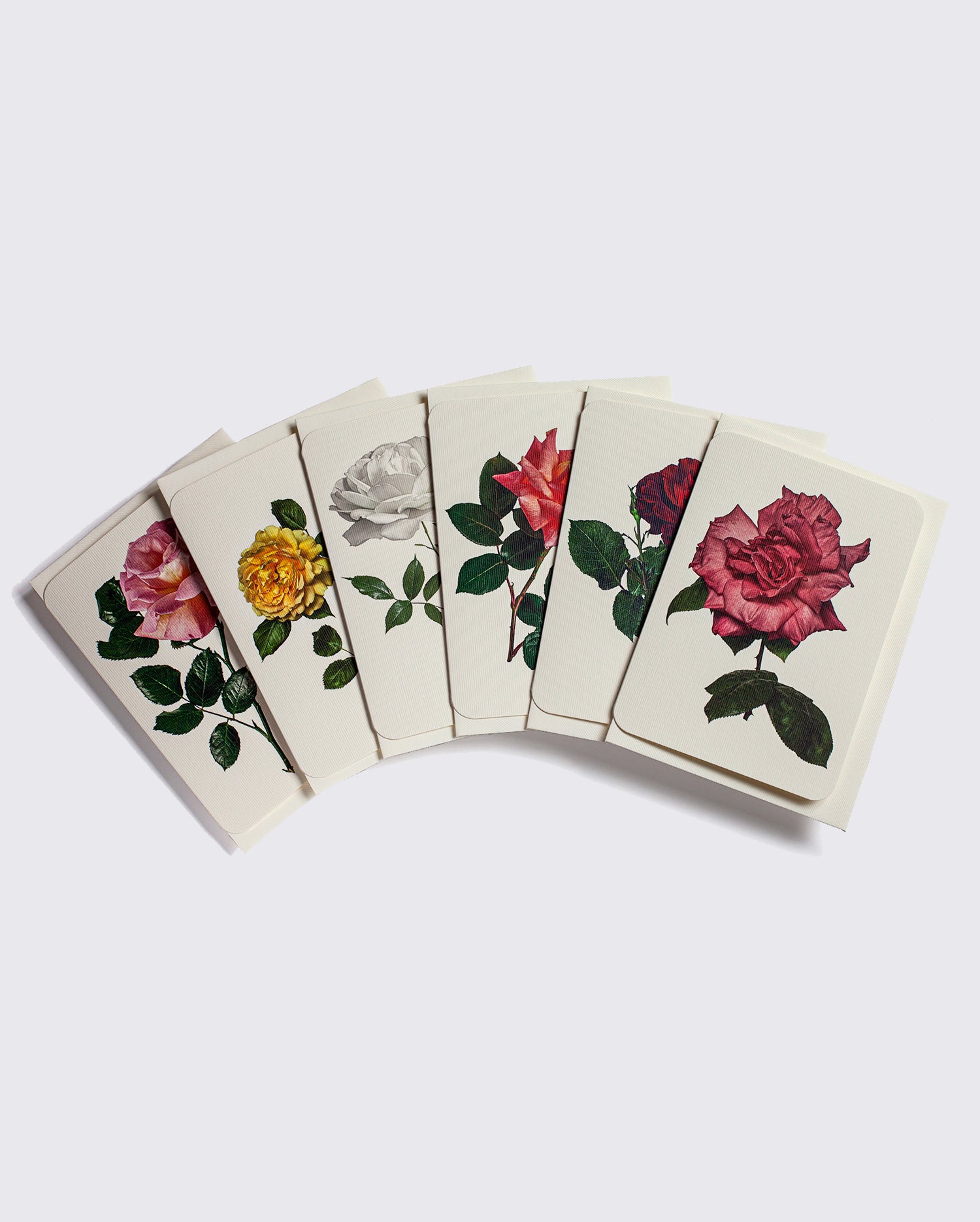 English Garden Roses: Set of 6 Greeting Cards