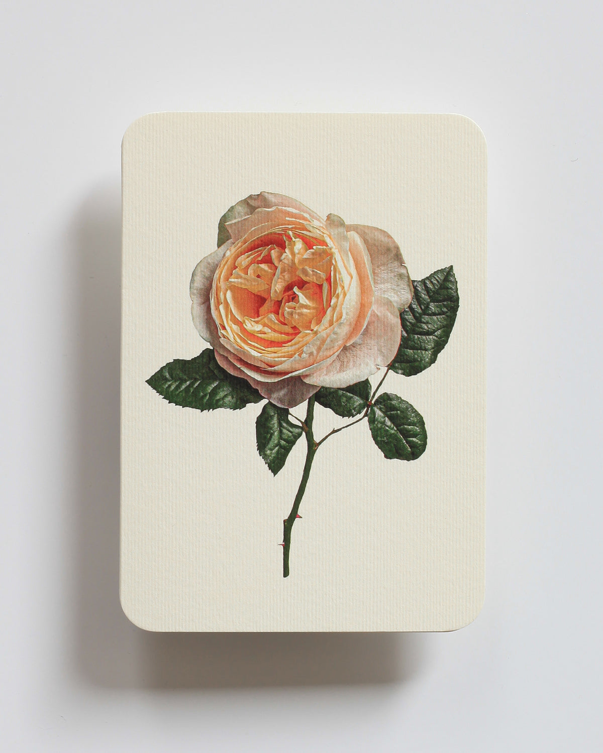 Soft Peach Rose Notecard
